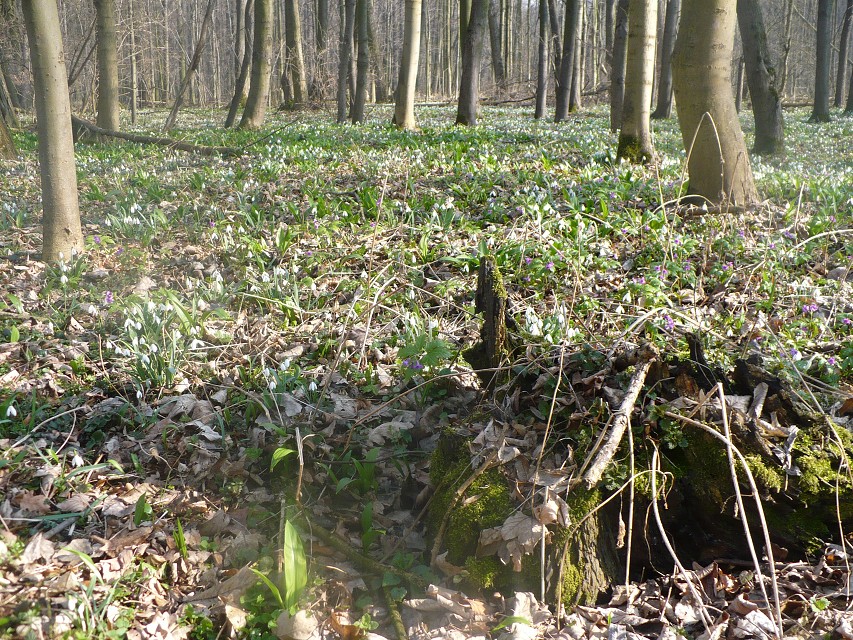 img00016.jpg