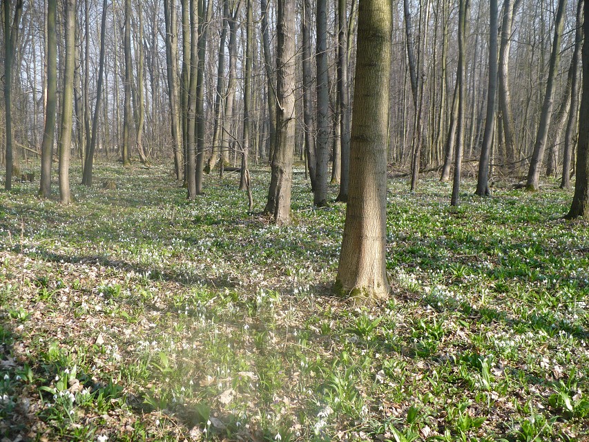 img00019.jpg