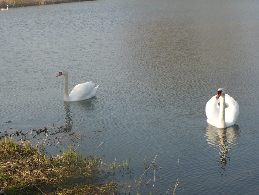img00029.jpg