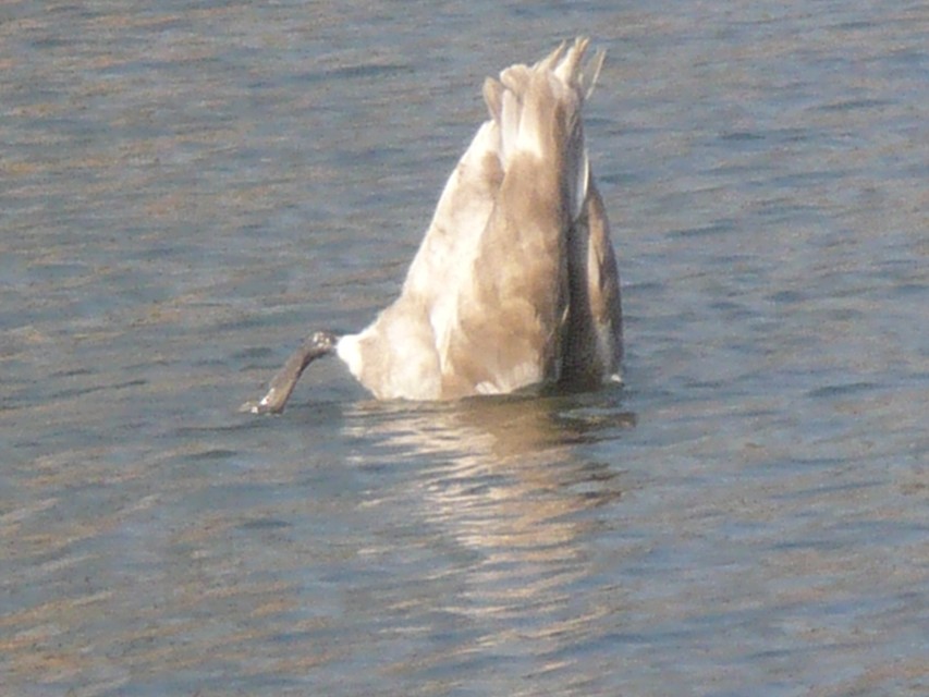 img00034.jpg