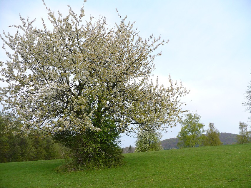 img00036.jpg