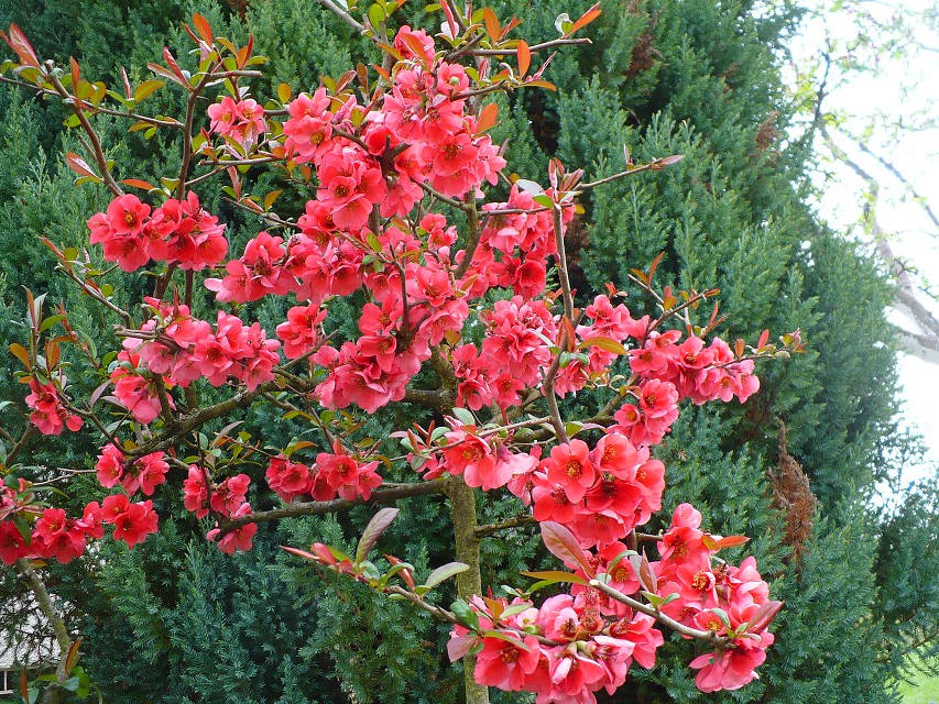 img00043.jpg