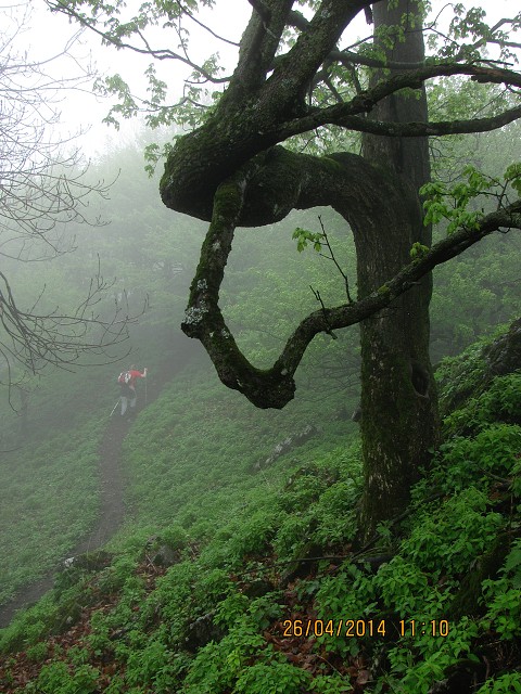 img00010.jpg