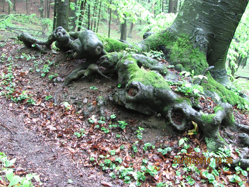 img00030.jpg