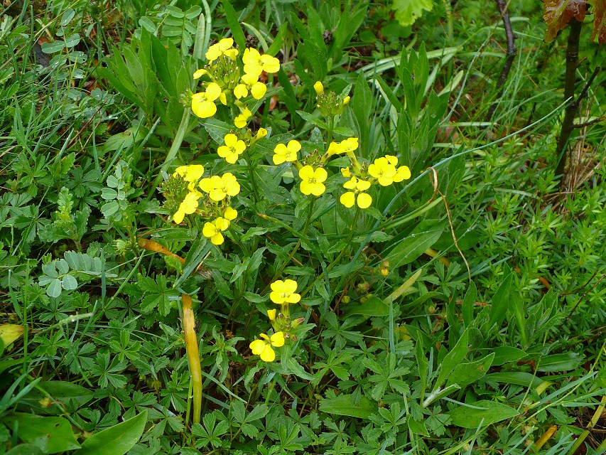 img00051.jpg