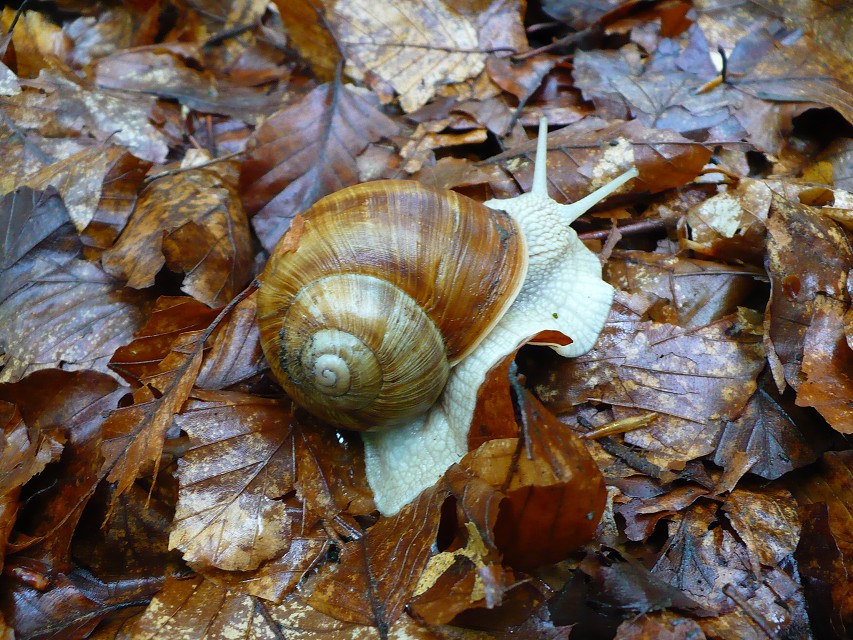 img00056.jpg
