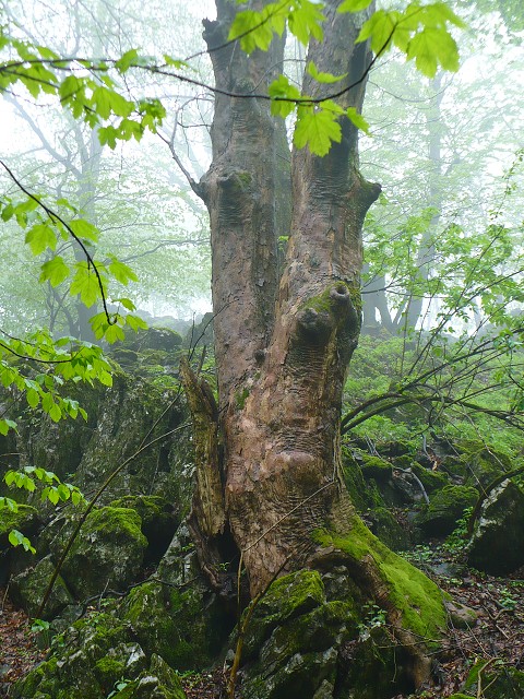 img00072.jpg