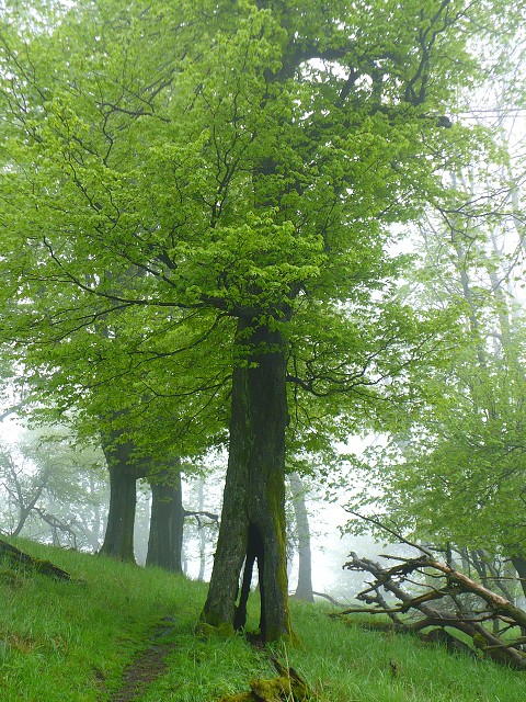 img00080.jpg