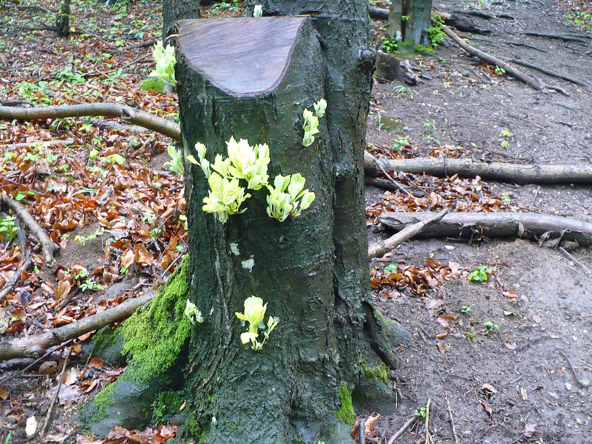 img00084.jpg
