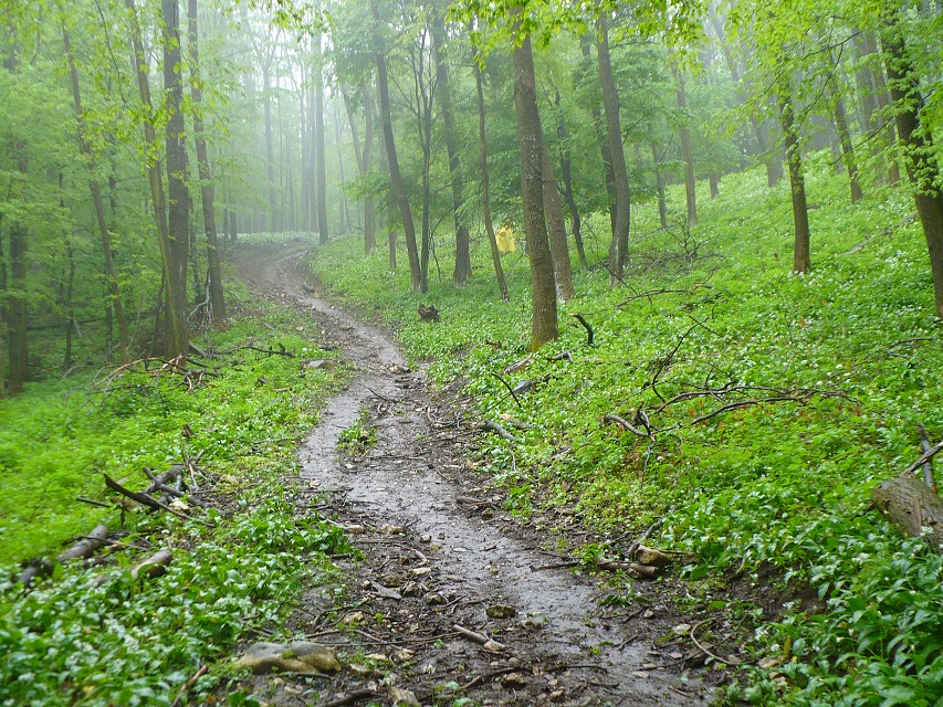 img00087.jpg