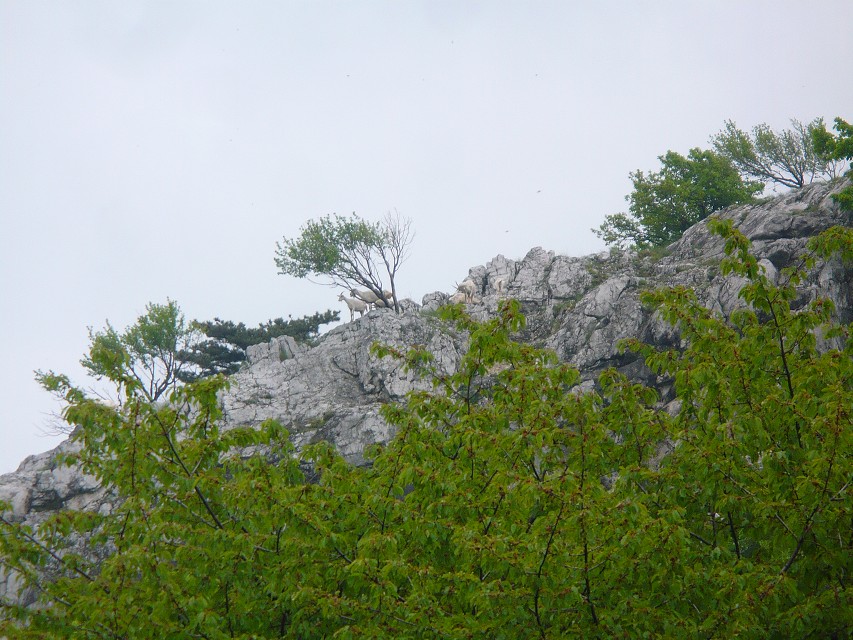 img00092.jpg