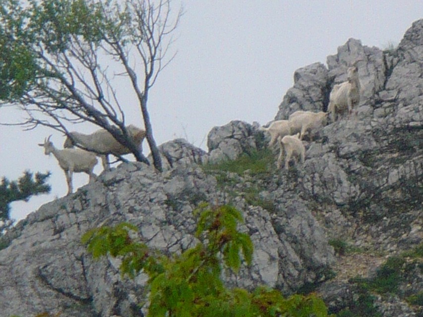 img00093.jpg