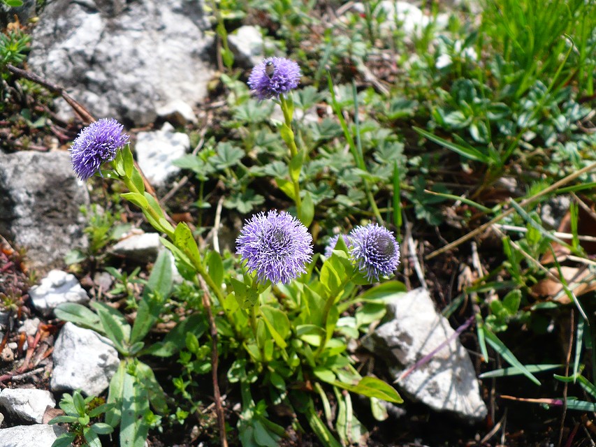 img00137.jpg