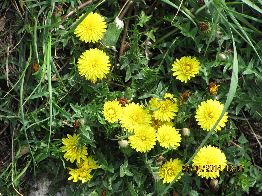 img00138.jpg