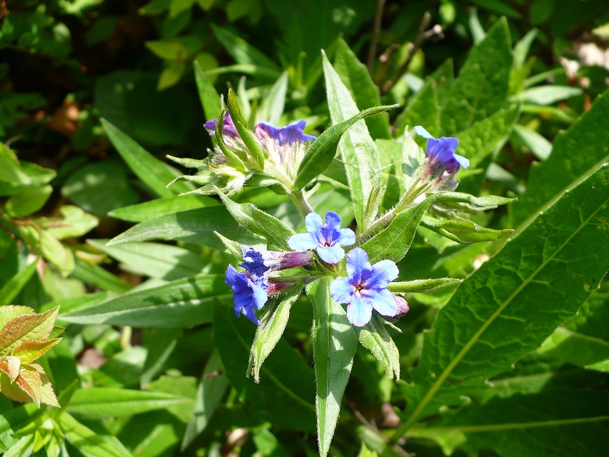 img00145.jpg