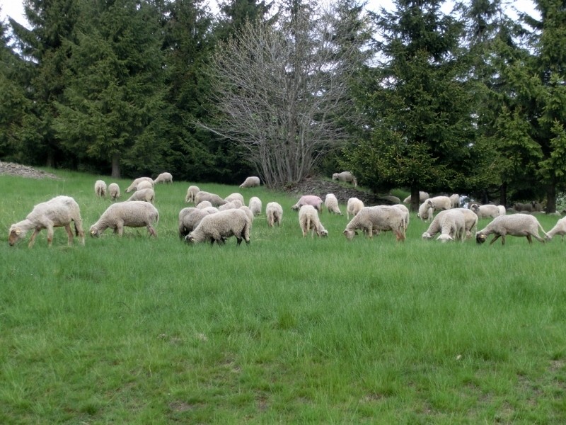 img00013.jpg