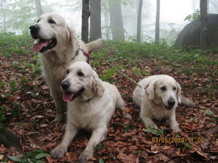 img00017.jpg