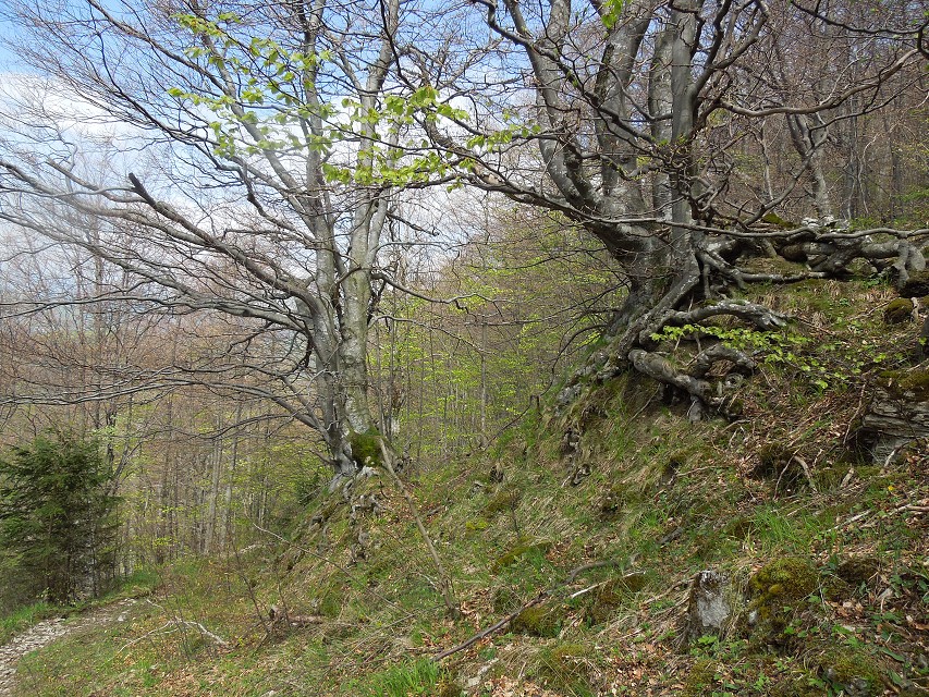 img00048.jpg