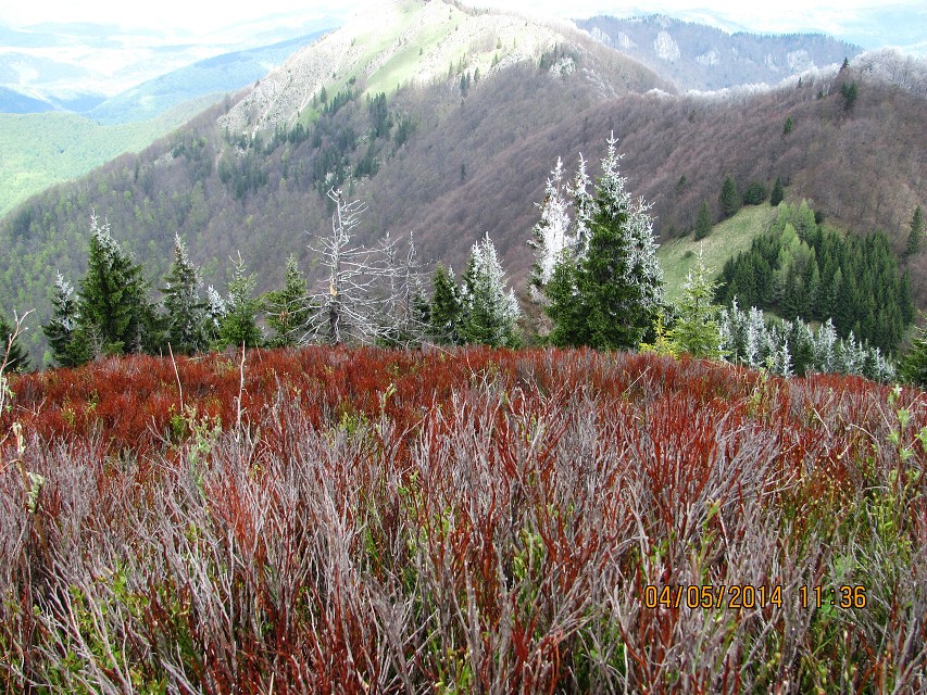 img00138.jpg