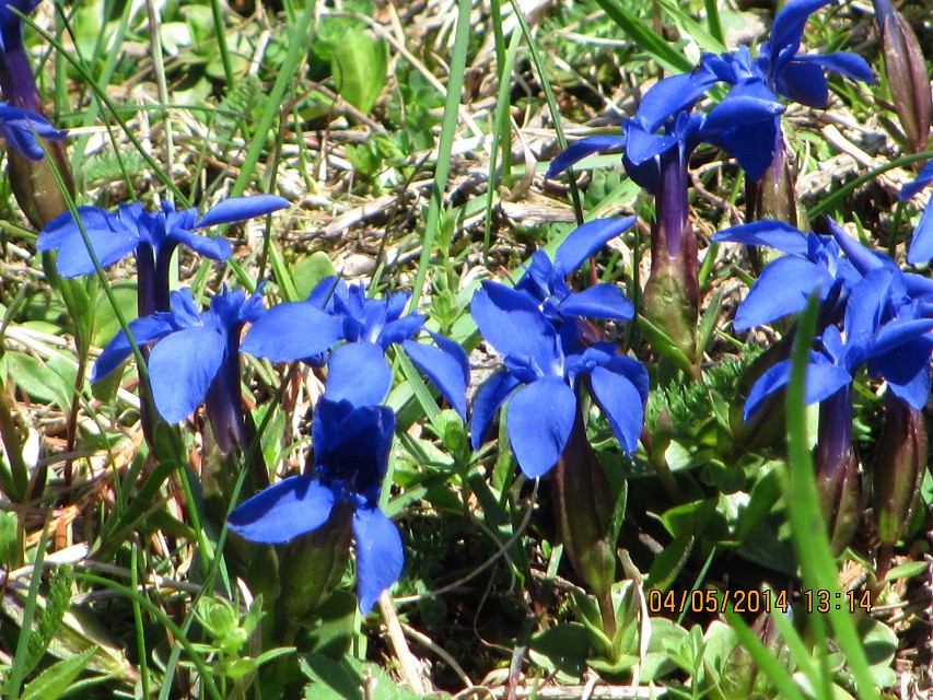 img00158.jpg