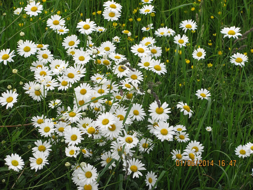 img00066.jpg