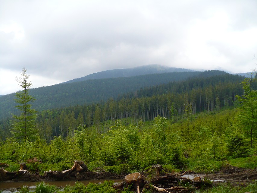 img00081.jpg