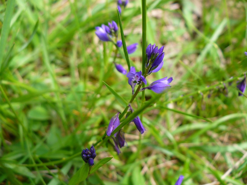 img00091.jpg