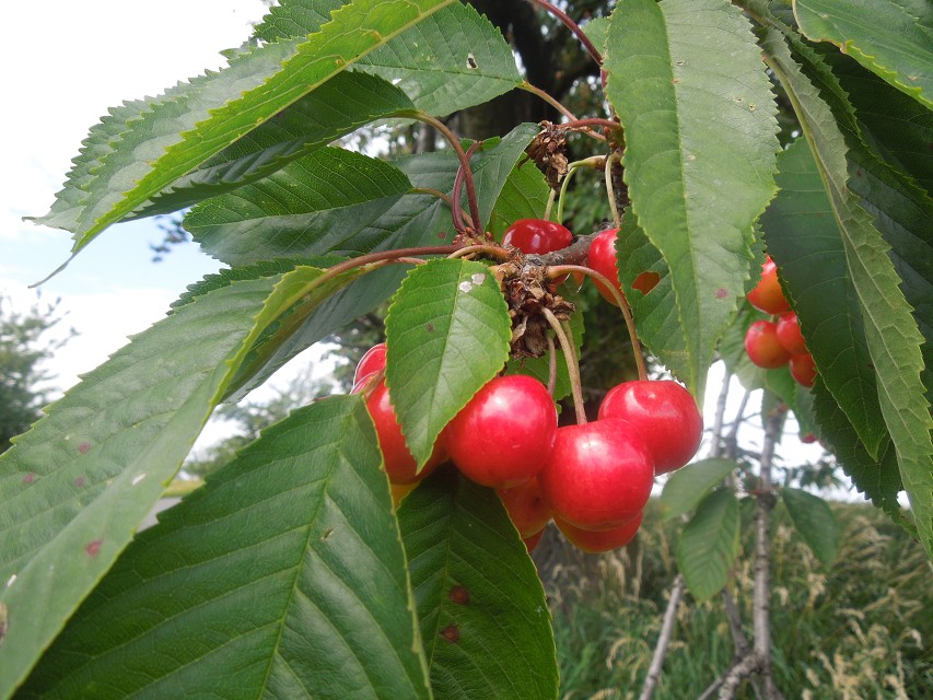img00008.jpg