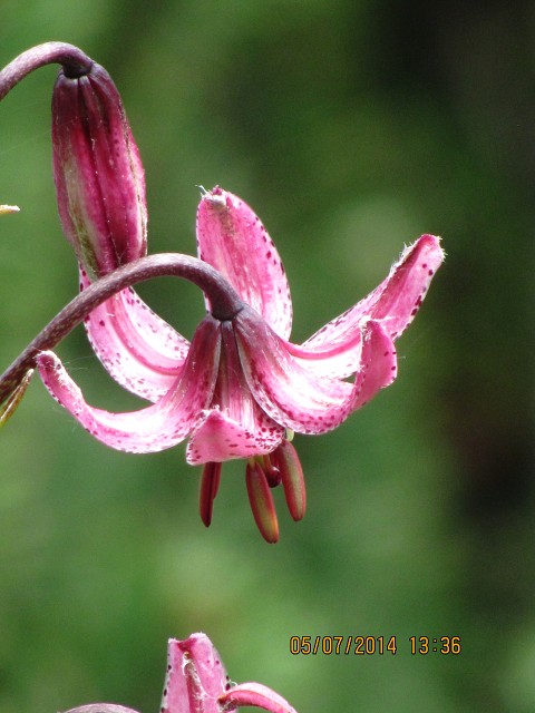 img00021.jpg