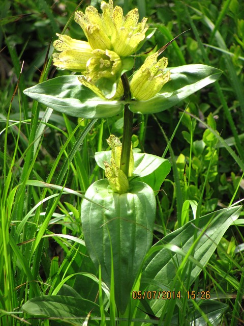 img00026.jpg