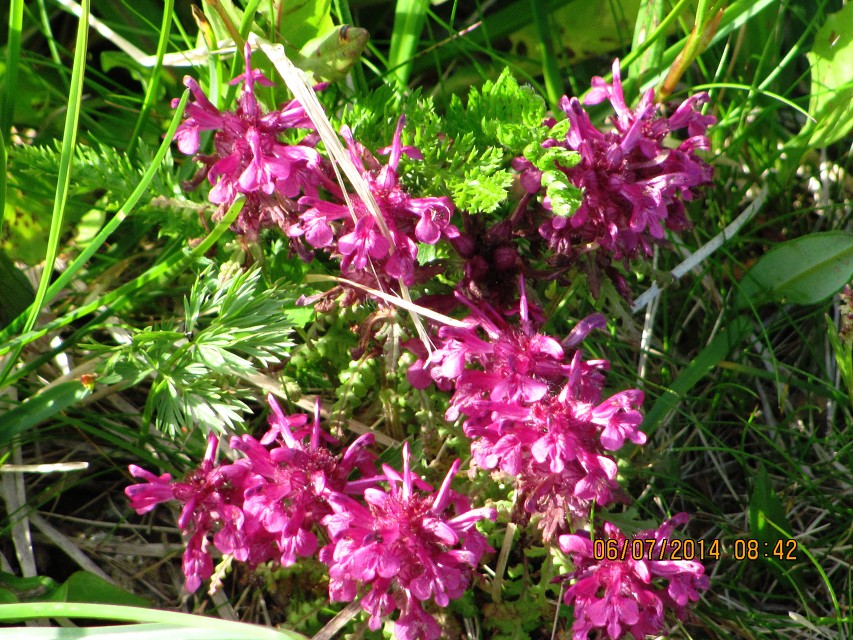 img00041.jpg