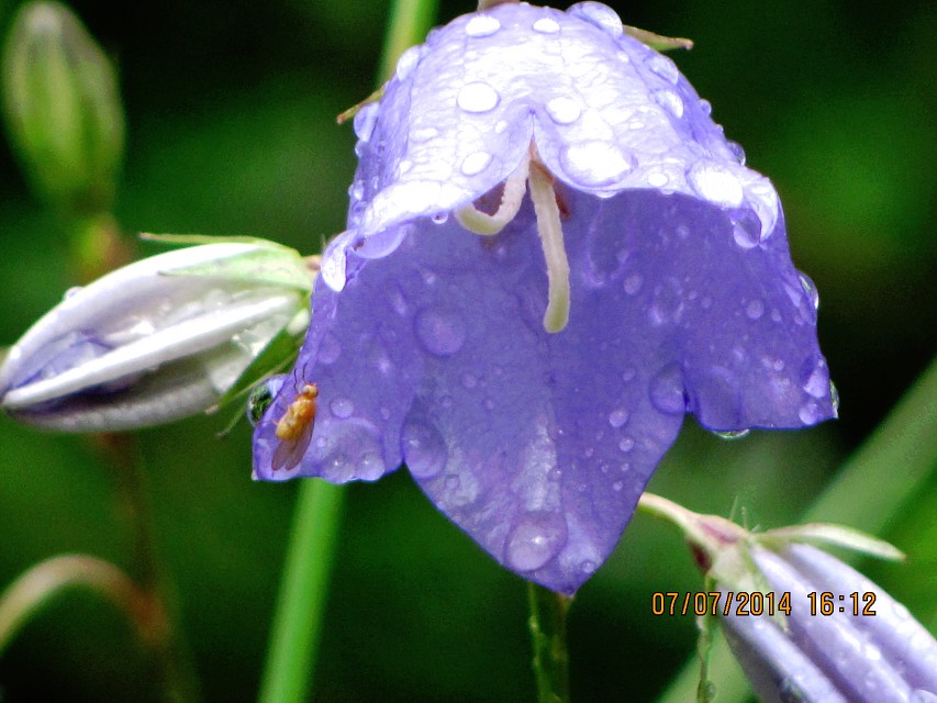 img00112.jpg
