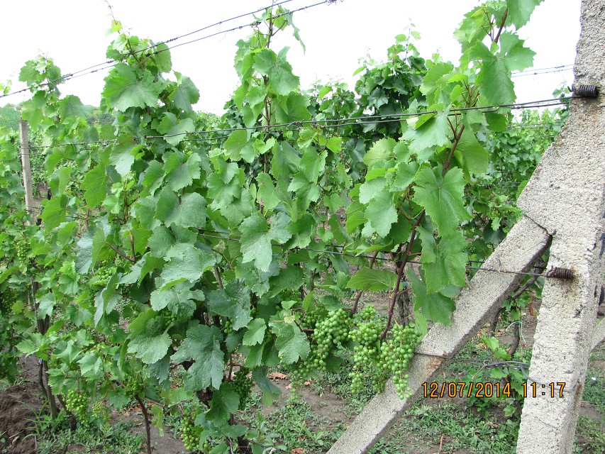 img00084.jpg