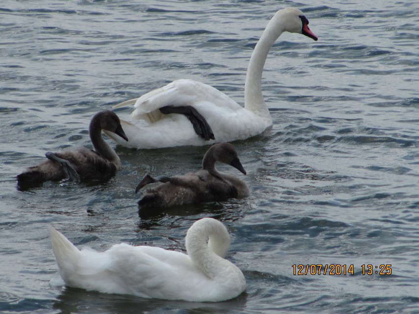 img00088.jpg