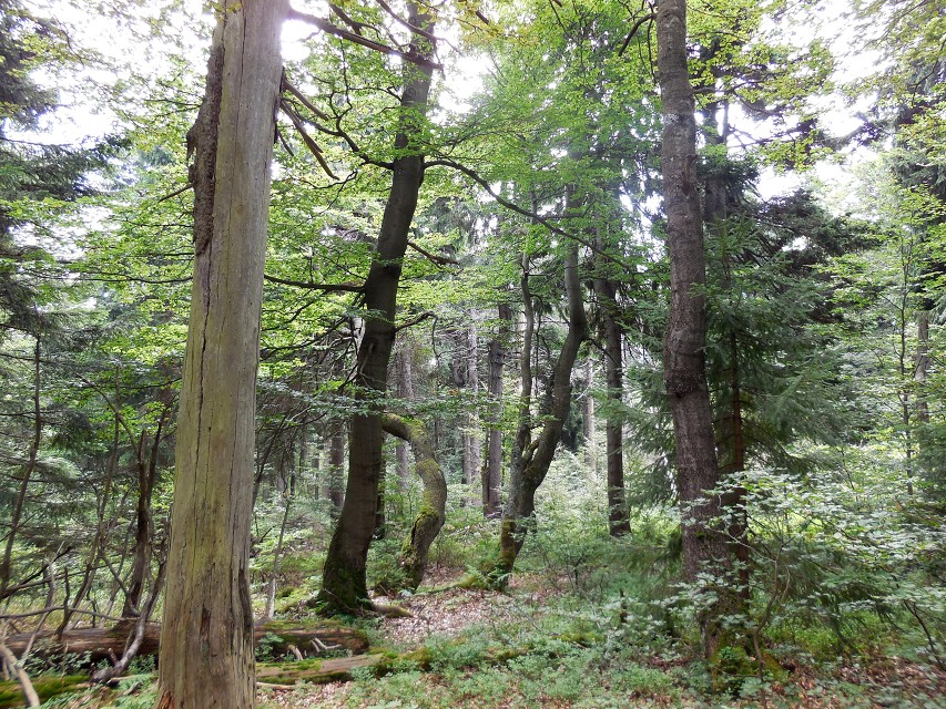 img00033.jpg