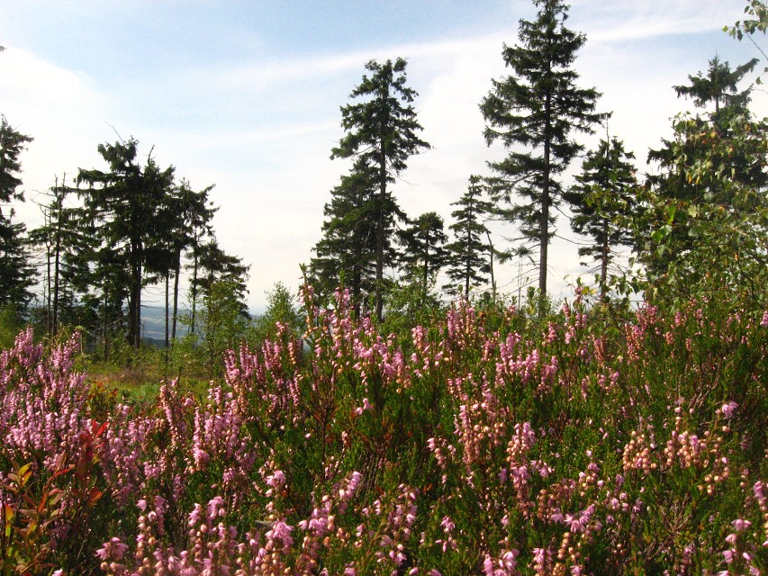 img00133.jpg