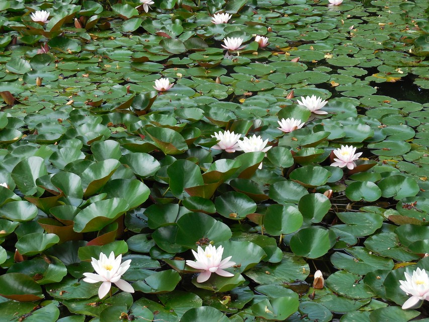 img00238.jpg