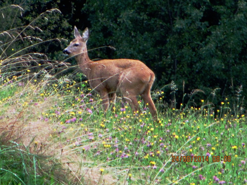 img00009.jpg