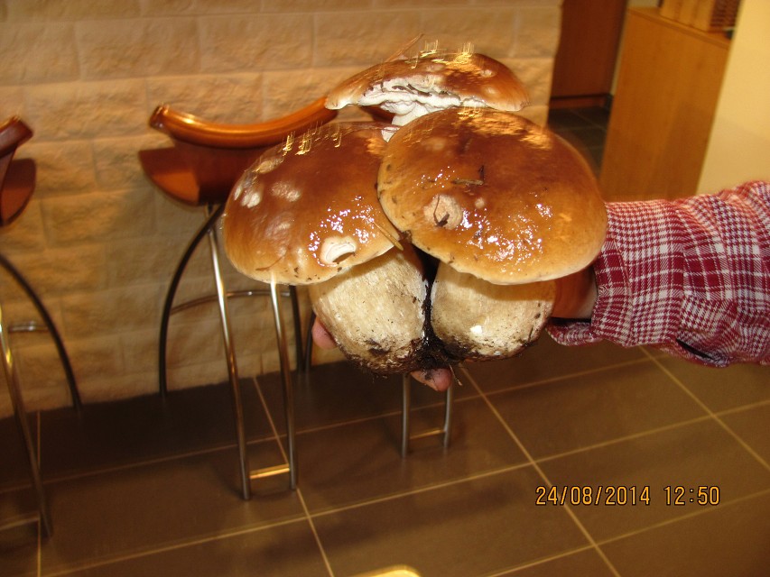 img00020.jpg