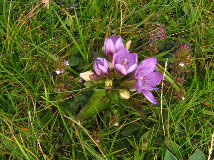 img00034.jpg