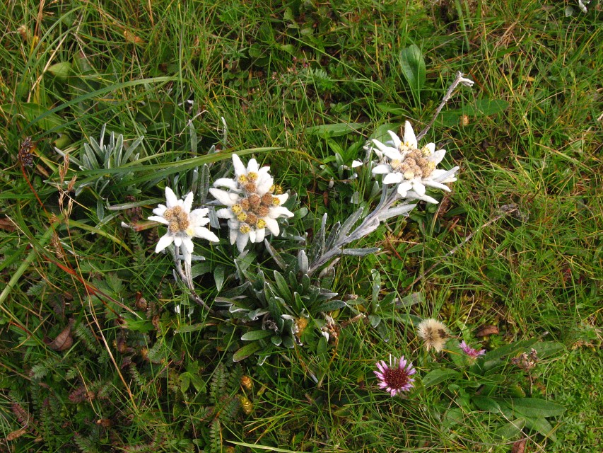 img00035.jpg