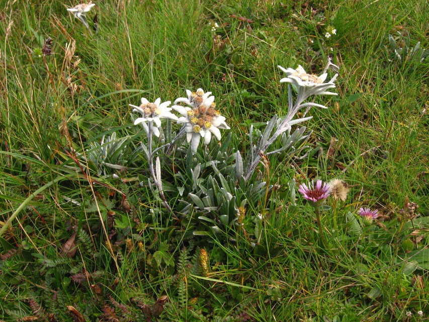 img00036.jpg