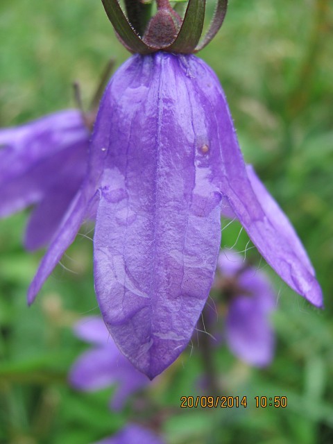 img00010.jpg