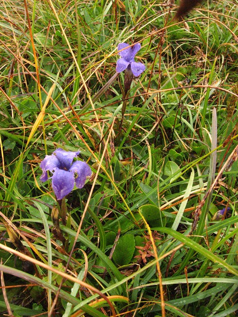 img00020.jpg