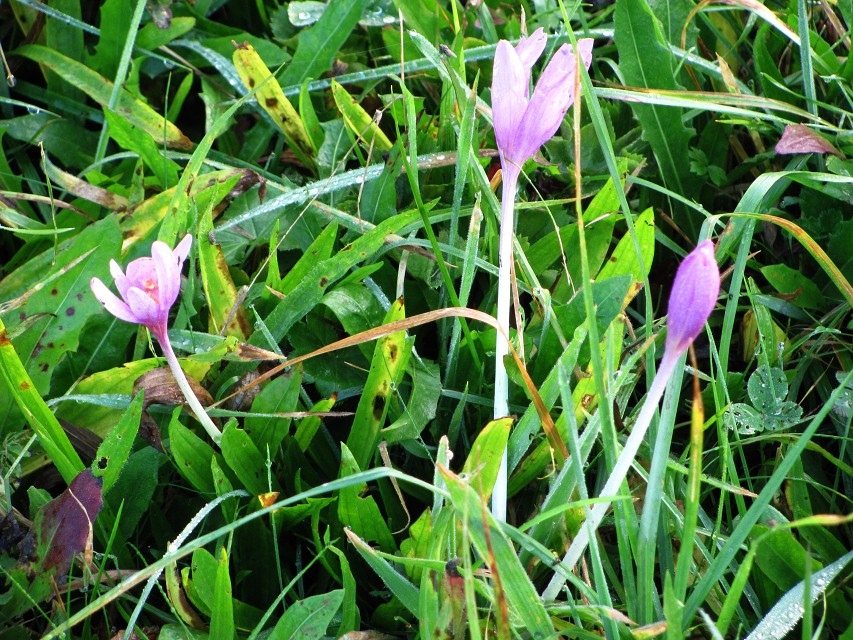 img00004.jpg