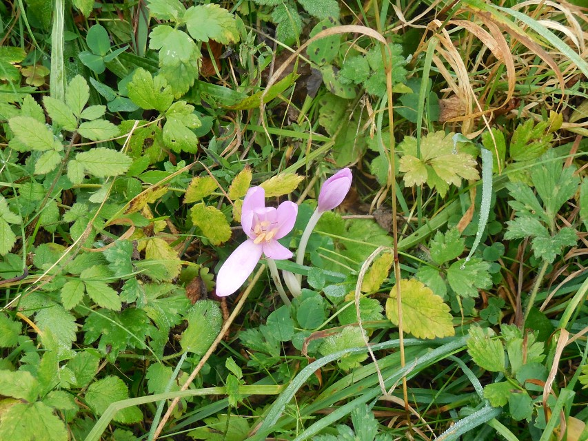 img00080.jpg