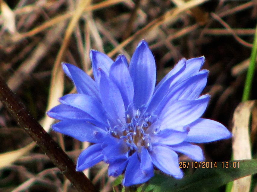 img00093.jpg