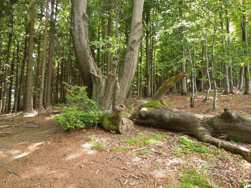 img00030.jpg