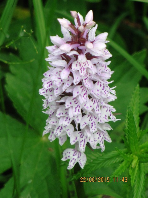 img00265.jpg