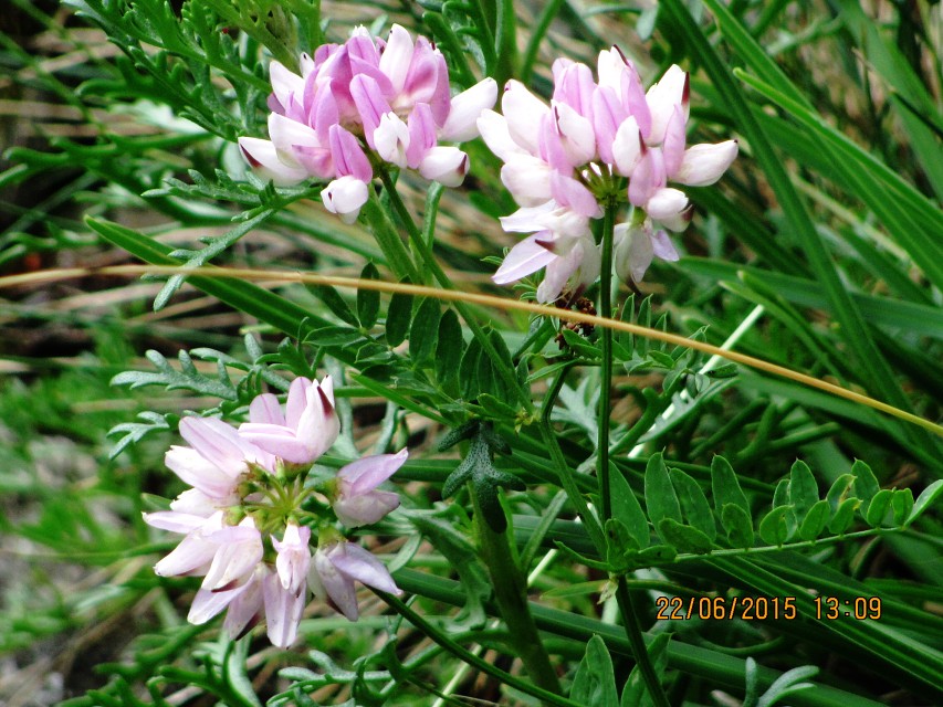 img00267.jpg